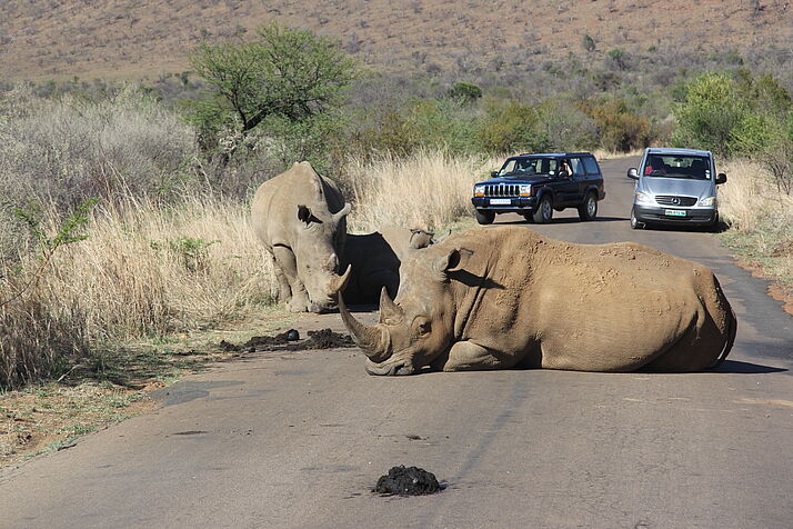 Ein Nashorn liegt mitten auf einer Straße, im Hintergrund sind zwei Autos zu sehen