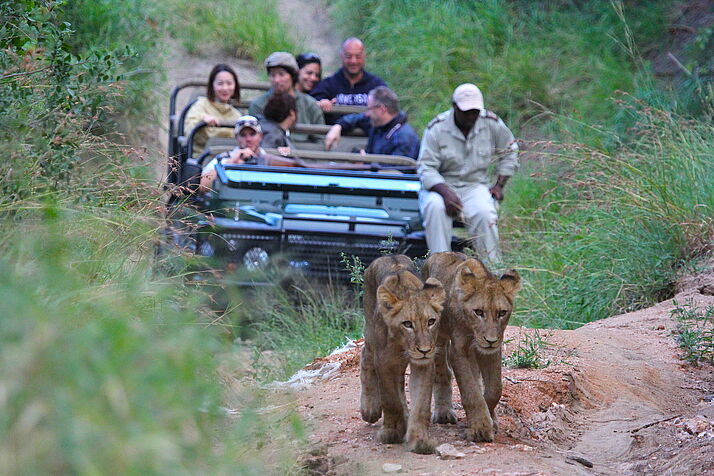 Hinter zwei jungen Löwinen ist ein Jeep mit Tourist*innen