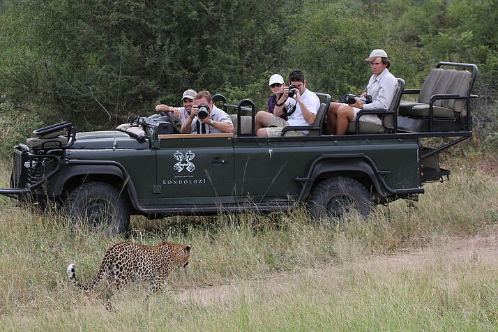 Personen sitzen in einem Jeep und machen Fotos von einem Leoparden