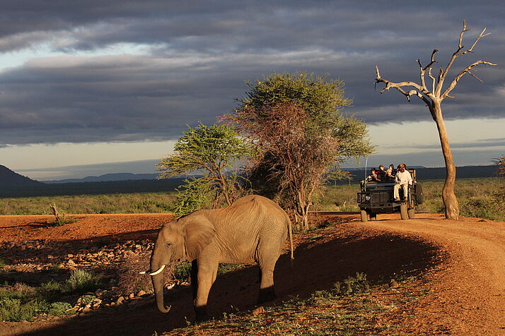 Ein Elefant und im HIntergrund ein Jeep mit Tourist*innen