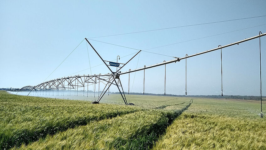 Ein ewig langes/breites Bewässerungsgerät fährt durch ein Getreidefeld, welches sich über die ganze Bildbreite zieht und bis zum Horizont reicht. Das Gerät erstreckt sich über die gesamte Breite des Feldes.
